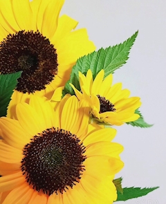 プロフィール写真1・まお｜CLUB GISELE・ジゼル - 大宮東口の熟女パブ/熟女キャバクラ