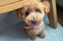 新着ブログ こむぎ🐶