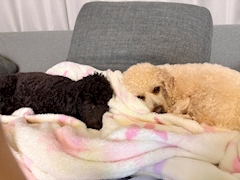 🍸♥️🍸はな🍾✴︎ .。