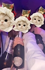 新着ブログ あるちゅーる