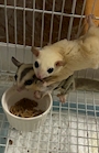 新着ブログ モモンガを愛でる𝐄𝐯𝐞𝐫𝐲𝐝𝐚𝐲
