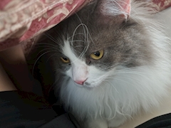 プロフィール写真2・しおん🐰｜Girl's Bar Verano・ベラーノ - 勝田台のガールズバー