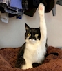 chiko