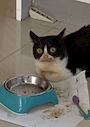 chiko