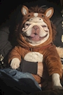 chiko