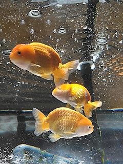 ふあ「明日から！」