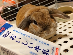 プロフィール写真1・るかちやん｜Girls Lounge Lycoris・リコリス - 蒲田東口のクラブ/ラウンジ