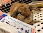 るかちやん