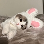chiko