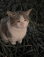 chiko