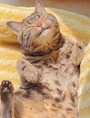 chiko