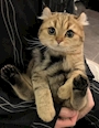chiko