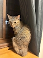 新着ブログ ぬこ