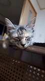 新着ブログ 綺麗になったね🐱