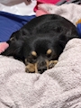 chiko