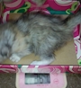 chiko