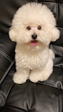 chiko