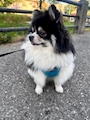 chiko