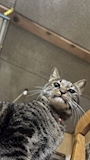 新着ブログ 🐈‍⬛🛎️