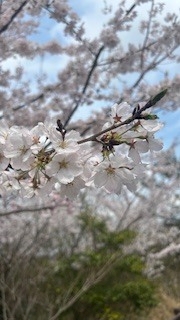 あみ
