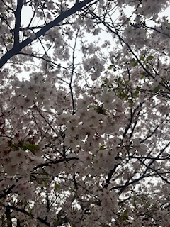 るか