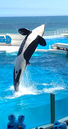 プロフィール写真10・サクラ|club Baron・バロン - 南浦和のキャバクラ