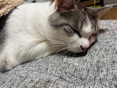 プロフィール写真1・あかね｜HANARE・ハナレ - 朝霞台/北朝霞のパブ/スナック