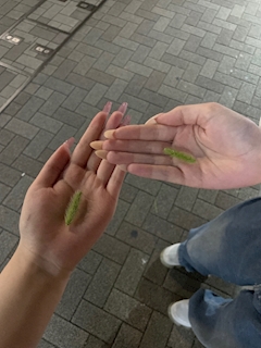 ありな「‪ 🌱‬」