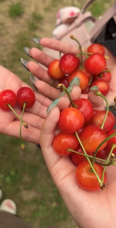 ひまわり「さくらんぼ🍒🌻」