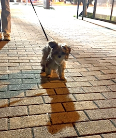実心ゆうな