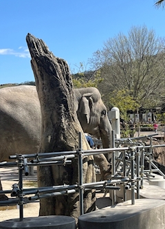 土曜日います🐘💕