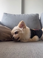 chiko