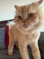 chiko