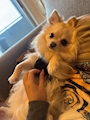 chiko