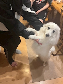 一ノ瀬あゆ「もふもふ🐕」