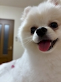新着ブログ 凛(愛犬)へのお手紙💌