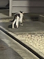 chiko