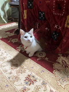 プロフィール写真12・ゆか♡｜Club 摩天楼・マテンロウ - 静岡 両替町のキャバクラ