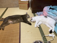 プロフィール写真14・ゆか♡｜Club 摩天楼・マテンロウ - 静岡 両替町のキャバクラ