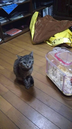 プロフィール写真13・ゆか♡｜Club 摩天楼・マテンロウ - 静岡 両替町のキャバクラ