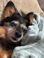 chiko
