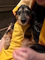 chiko