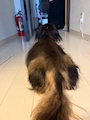 chiko