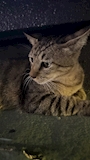 chiko