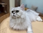 chiko