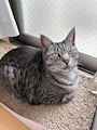 chiko