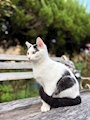 chiko