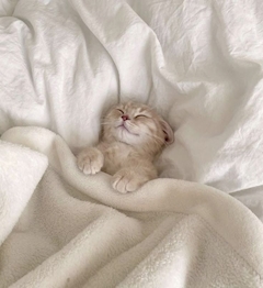 プロフィール写真6・miss cat 【池袋 しゃいん】|しゃいん - 池袋東口のガールズバー