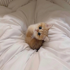 プロフィール写真2・miss cat 【池袋 しゃいん】|しゃいん - 池袋東口のガールズバー