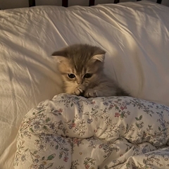 プロフィール写真3・miss cat 【池袋 しゃいん】|しゃいん - 池袋東口のガールズバー